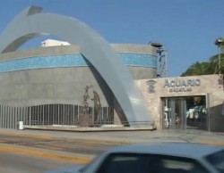 Podría operar Tiburonario de Mazatlán en Semana Santa del 2016: Felton.