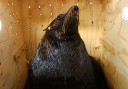 Acuario Mazatlán, traslada Lobo Marino a Topolobampo para su liberación.