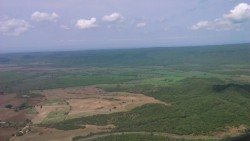 En riesgo más de 100 mil hectáreas de sorgo en zona temporalera, por pulgón amarillo
