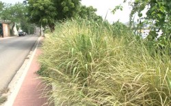 Maleza invade espacio de tránsito peatonal en calle Venustiano Carranza.
