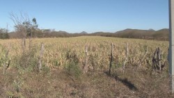 Recomiendan a ganaderos cortar sorgo y ensilarlo