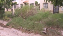 Viviendas abandonadas y lotes baldíos en Urbi Villas del Cedro favorecen presencia de moscos.