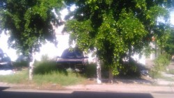 Predio lleno de maleza y basura, denuncian habitantes del Fracc. Privada la Estancia 3