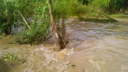 Exhortan a navolatenses no cruzar el Río Culiacán por fuertes corrientes