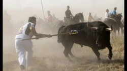 Indignación por celebración del 'Toro de la Vega' en España