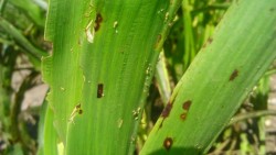 Esperan temporaleros, apoyos para atacar el pulgón amarillo