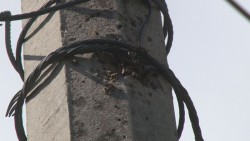 Continúan denuncias por presencia de abejas