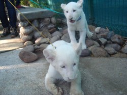 Nacen dos leones blancos en Zoológico de Culiacán.