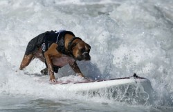 Un concurso de surf... para perros!