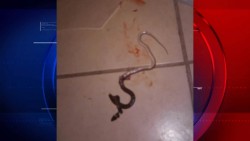 Atemorizados viven los vecinos del Fraccionamiento Arboledas INVIES
