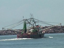 Las capturas de camarón para esta temporada pesquera no son muy alentadoras: CANAINPESCA