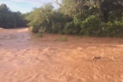 Cerca de 200 cabezas de ganado desaparecen ante crecida del rio San Lorenzo