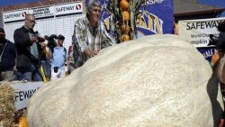 Compiten en EU por la calabaza más grande del mundo