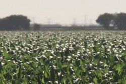 Reconoce SAGyP que la falta de compromisos de Gobierno Federal afecta  a los productores agricolas