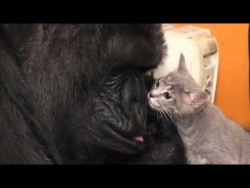 Koko, el gorila amaestrado que se 'enamora' de unos gatitos
