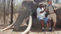 Cazador alemán mata a uno de los elefantes más grandes de Zimbabue