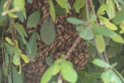 Causa temor panal de abejas en el Fraccionamiento Terranova