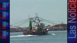Reportan bajas capturas de Camarón: Canainpesca