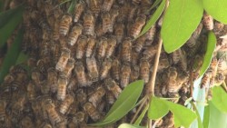SAGARPA responsable de atender llamados por quejas de abejas