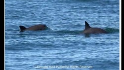 Destaca Peña Nieto riqueza natural de la vaquita marina