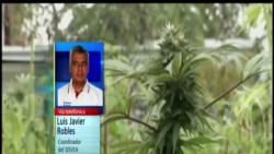 Marihuana traerá problemas similares al consumo de alcohol y tabaco: SISVEA