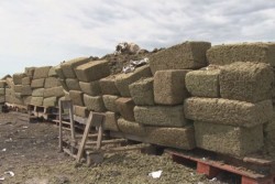 Legalización de la mariguana, tema que debe analizarse con seriedad.