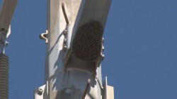 Piden que retiren panal de abejas de poste de la CFE en la colonia Zapata.