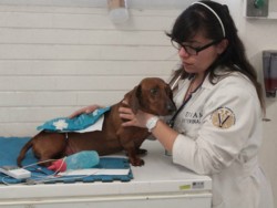 Primer banco de sangre veterinario de México está en Yucatán