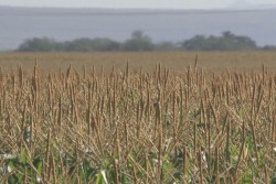 Anuncia Malova publicación del decreto para pagar a maiceros