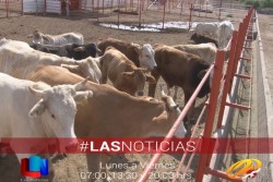 El abigeato es un problema