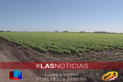 Al cien por ciento siembra de hortalizas