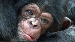 Chimpancés dejarán de ser usados en EU para investigación médica