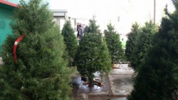 Buenas expectativas de venta de pinos navideños para esta temporada