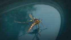 Zika amenaza a los Sinaloenses