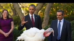 Obama indulta a los pavos 'Honest' y 'Abe', por Acción de Gracias