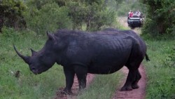 La justicia sudafricana declara legal la venta de cuernos de rinoceronte