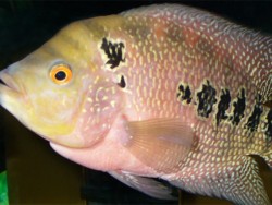 Descubren un pez que reconoce a los de su especie por el rostro
