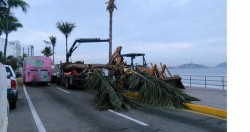 Realizan nueva reposición de Palmeras en el malecón.