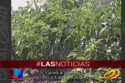 Avanza un 50% siembra en el Valle del Yaqui