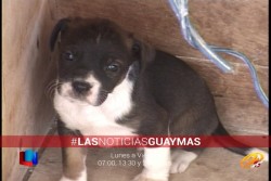 Invita el Ayuntamiento de Guaymas a adoptar los perros del Centro Antirrábico