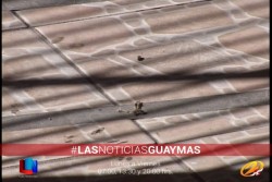 Ingresa enjambre a vivienda