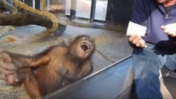 Mono se rie a carcajadas ante un truco de magia