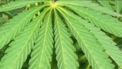 Cofepris emite cuatro permisos para consumo de marihuana