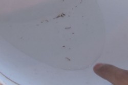 No existe vacuna disponible en México contra el dengue, llama SSA no dejarse engañar