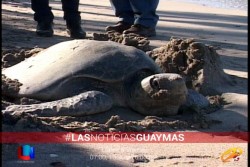 Desova tortuga en Miramar
