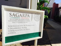 Impulsa SAGARPA-ASERCA , inducción a cultivos de sorgo, trigo y maiz amarillo