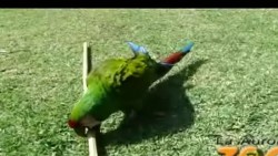 Conselva celebra el Día de la Biodiversidad con la llegada de Guacamayas verdes