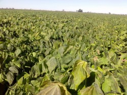 Daños preliminares por heladas son cerca de 5 mil hectáreas de cultivos
