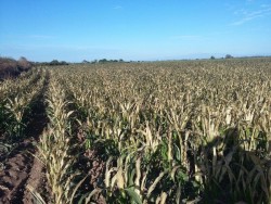 Daños en mas de 135 mil hectáreas dejan las heladas en Sinaloa