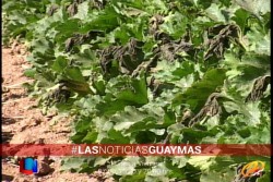 Heladas, dañan calabaza en Valle de Empalme
